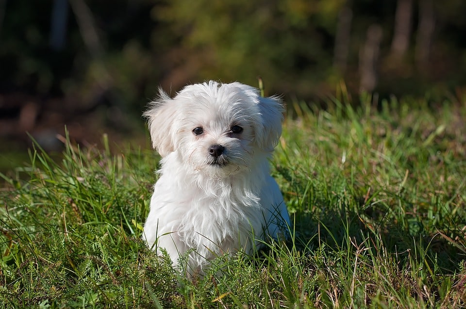 Assurance chien chat