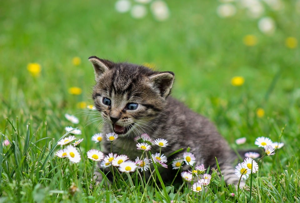 Assurance chien ou chat