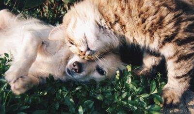 Assurance animaux de compagnie