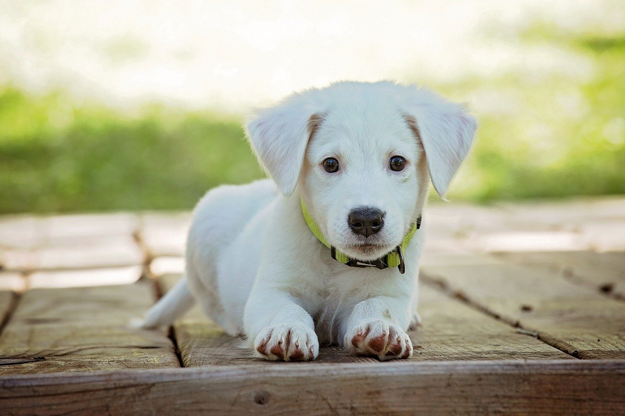 mutuelle pour chien