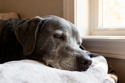 Vieux labrador au museau grisonnant reposant paisiblement sur une couverture à la maison
